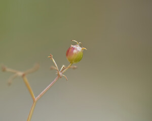 Organic Coriander seed over blurred nature background,