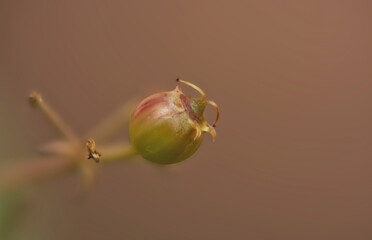 Organic Coriander seed over blurred nature background,