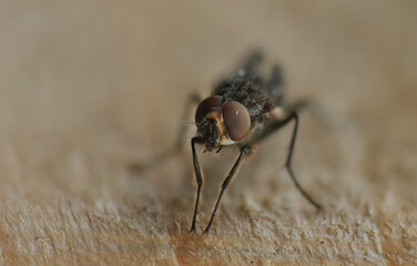 House fly macro photography detailed