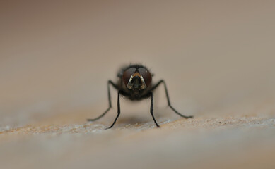 House fly macro photography detailed