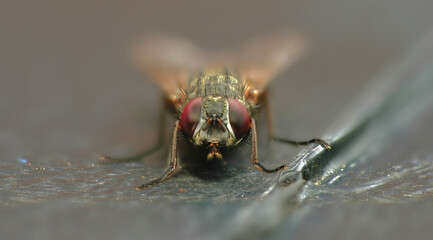 House fly macro photography detailed