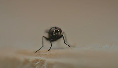House fly macro photography detailed