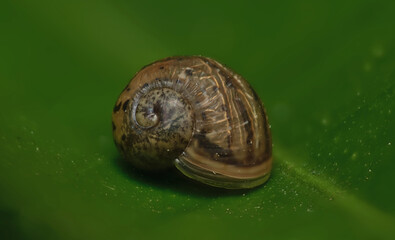 snail