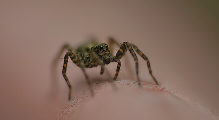 Adult Female Wolf Spider of the Family Lycosidae