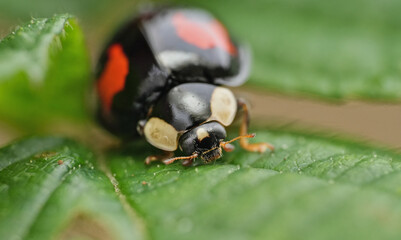 ladybug in summer