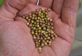 Handful of coriander seeds
