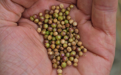 Handful of coriander seeds