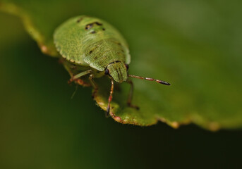 the green stink bug.