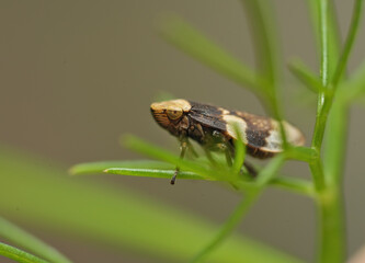 leafhopper resting on a fennel plant.