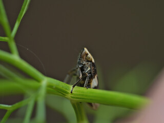 leafhopper resting on a fennel plant.