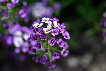 Nahaufnahme von vilolettem Strand-Silberkraut