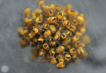 Closeup of a common garden spider