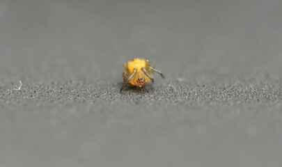 Closeup of a common garden spider