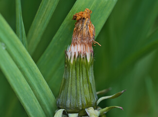 Big dandelion flower photographed close-up
