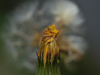 Big dandelion flower photographed close-up
