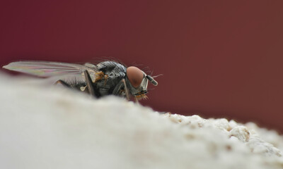 House fly macro photography detailed
