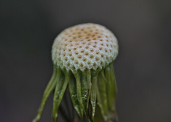 Big dandelion flower photographed close-up