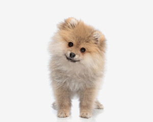 happy pomeranian spitz puppy tilting head to side and looking forward