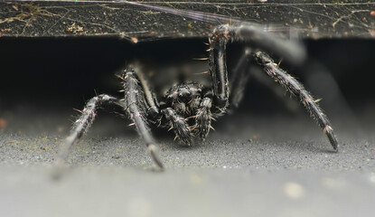 the walnut orb-weaver spider