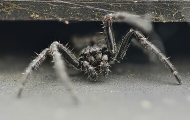 the walnut orb-weaver spider