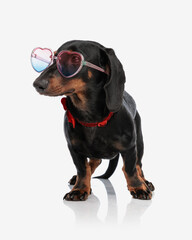 beautiful little wiener dog with heart sunglasses looking to side