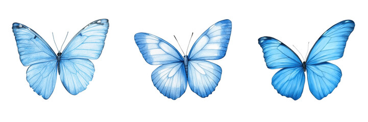 Blue butterfly isolated on a transparent background