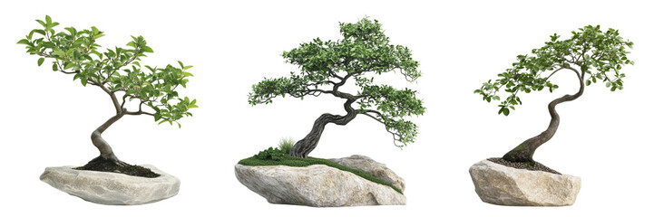 Bonsai trees on rocks, isolated on transparent background