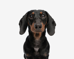 Obraz premium beautiful teckel dachshund dog looking up and begging for food