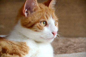 Felis silvestris forma catus, Domestic-cat, red-white, lying