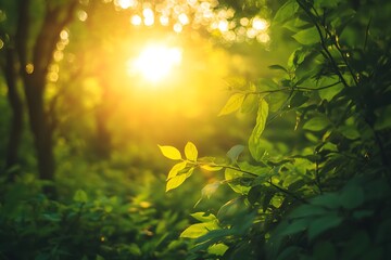 Golden Sunset Through Green Leaves in Summer Forest