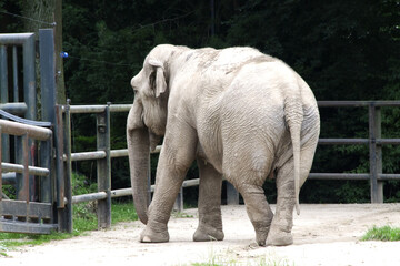 Fototapeta premium Asian elephant not African elephant stand run and fun.
