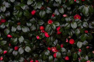 Obraz premium Red Camellias Amid Green Leaves Background