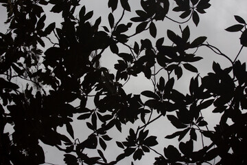 Magnolia Leaves Shadow cast in Still Water