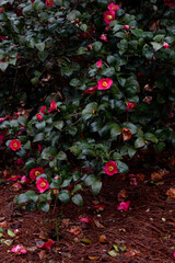 Red Blooming Camellia in Garden