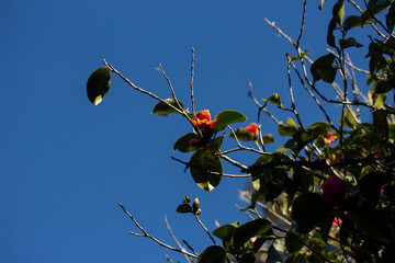 Branches with Green Leaves and Red Camellias against Blue Sky