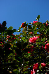 Green Leaves with Red Camellias with Blue Sky Background