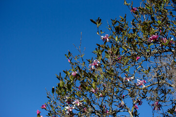 Branches with Flowers Against Blue Sky