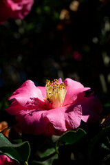 Pink Camellia with Dark Background