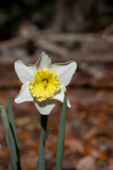 Daffodil in Garden