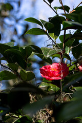 Red Camellia with Green Leaves with Blue Sky in Background