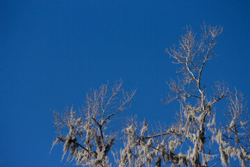 Bare Branches with Spanish Moss Against Blue Sky