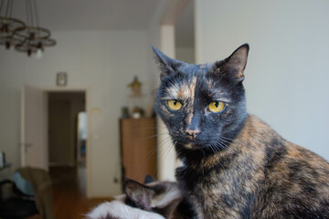 Charming Cat with Mesmerizing Eyes