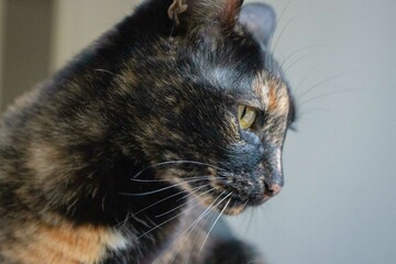 Charming Cat with Mesmerizing Eyes Portrait side