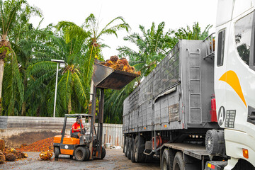 worker operates a forklift to unload harvested palm oil fruit