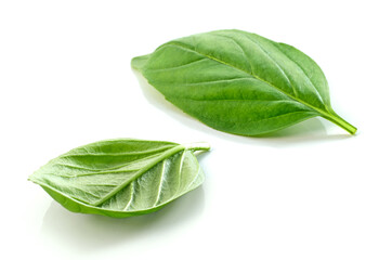 fresh green basil leaf