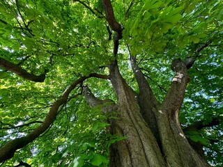 Fototapeta premium Beautiful chestnut tree with lush green leaves growing in botanical garden, low angle view