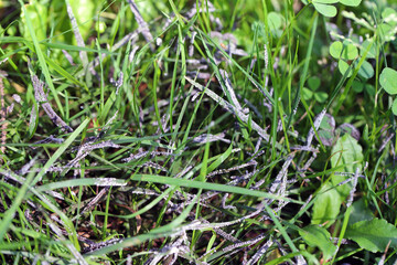 Grey slime mould on lawn grass, lawn disease, grass in the garden with symptoms of fungal disease.