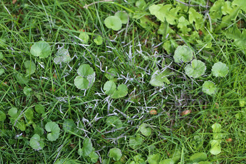 Badhamia foliicola, slime mold, growing on lawn, grass in the garden.