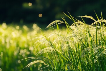 Close up of green grass blades with sunlight shining through, creating a bokeh effect