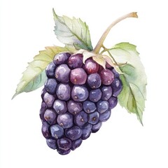 Fototapeta premium Blackberry on Branch with Green Leaves